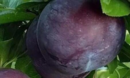 Švestkomeruňka středně raná 'Globus' - Prunus hybrid 'Globus'