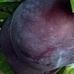 Švestkomeruňka středně raná 'Globus' - Prunus hybrid 'Globus'