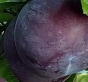 Švestkomeruňka středně raná 'Globus' - Prunus hybrid 'Globus'