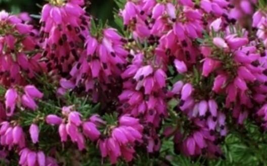 Vřesovec pleťový 'Cornelia' - Erica carnea 'Cornelia'