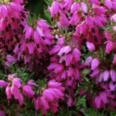 Vřesovec pleťový 'Cornelia' - Erica carnea 'Cornelia'