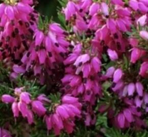 Vřesovec pleťový 'Cornelia' - Erica carnea 'Cornelia'