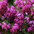 Erica carnea 'Cornelia'.jpg