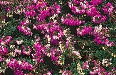 Vřesovec pleťový 'Winterfreude' - Erica carnea 'Winterfreude'