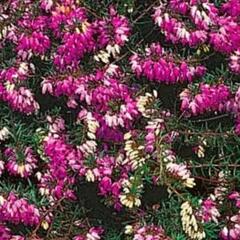 Vřesovec pleťový 'Winterfreude' - Erica carnea 'Winterfreude'