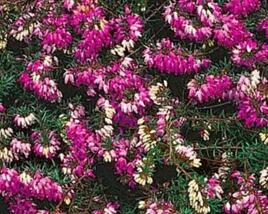 Vřesovec pleťový 'Winterfreude'