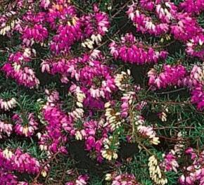 Vřesovec pleťový 'Winterfreude' - Erica carnea 'Winterfreude'