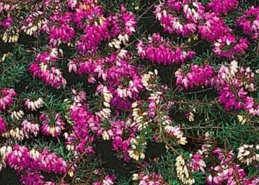 Vřesovec pleťový 'Winterfreude'