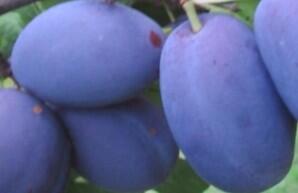 Švestka středně pozdní 'Joganta' - Prunus domestica 'Joganta'