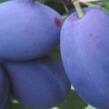 Švestka středně pozdní 'Joganta' - Prunus domestica 'Joganta'