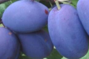 Švestka středně pozdní 'Joganta' - Prunus domestica 'Joganta'