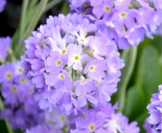 Prvosenka zoubkatá 'Blue' - Primula denticulata 'Blue'