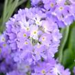 Prvosenka zoubkatá 'Blue' - Primula denticulata 'Blue'