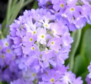 Prvosenka zoubkatá 'Blue'