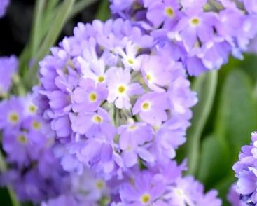 Prvosenka zoubkatá 'Blue'