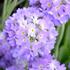 Primula denticulata 'Blue'.jpg