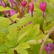 Srdcovka nádherná 'Yellow Leaf' - Dicentra spectabilis 'Yellow Leaf'