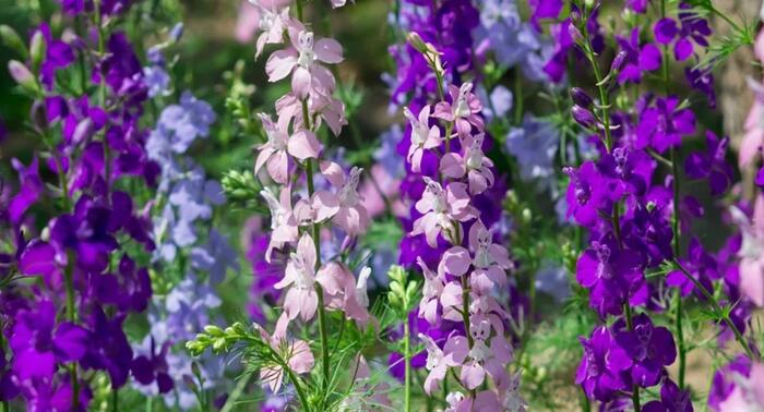 Ostrožka vyvýšená 'Delphina Mix' - Delphinium elatum 'Delphina Mix'