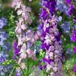 Ostrožka vyvýšená 'Delphina Mix' - Delphinium elatum 'Delphina Mix'
