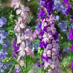 Ostrožka vyvýšená 'Delphina Mix' - Delphinium elatum 'Delphina Mix'