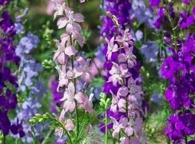 Ostrožka vyvýšená 'Delphina Mix' - Delphinium elatum 'Delphina Mix'