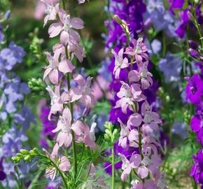 Ostrožka vyvýšená 'Delphina Mix' - Delphinium elatum 'Delphina Mix'