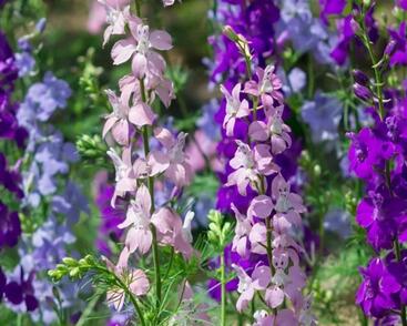 Ostrožka vyvýšená 'Delphina Mix'