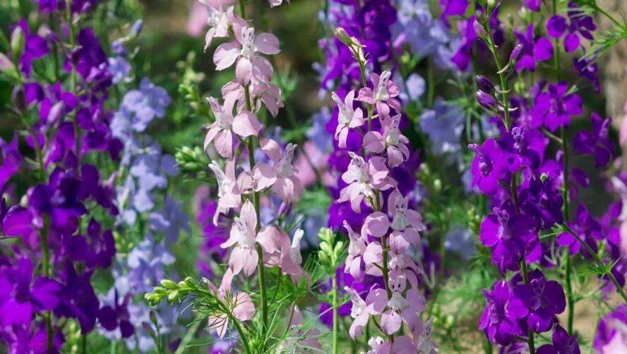 Ostrožka vyvýšená 'Delphina Mix' - Delphinium elatum 'Delphina Mix'