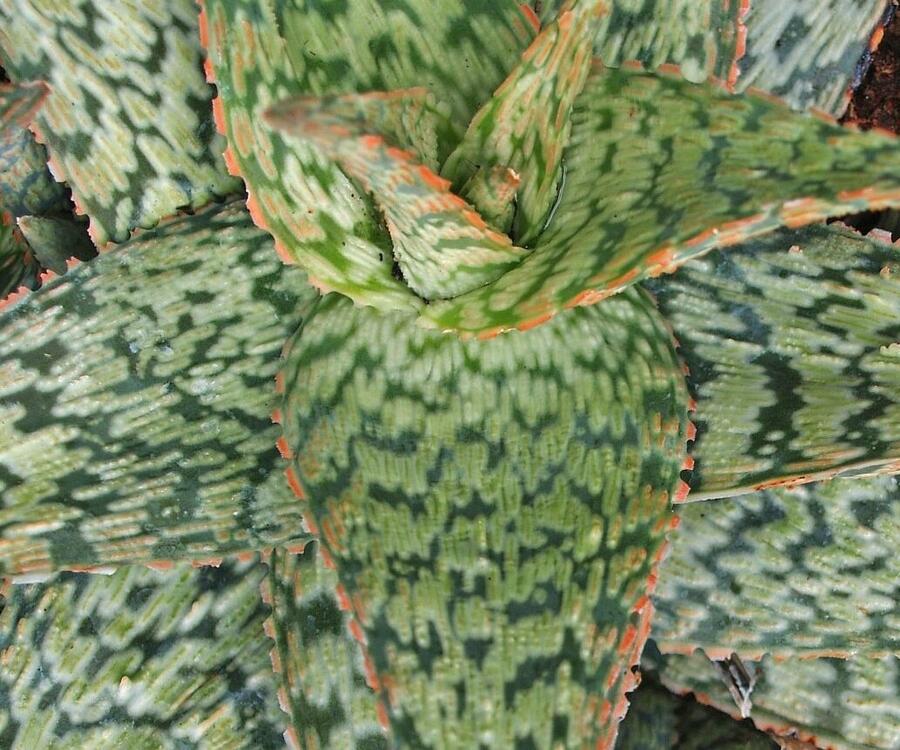 Aloe pravá 'Cleopatra' - Aloe vera 'Cleopatra'