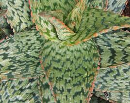Aloe pravá 'Cleopatra'