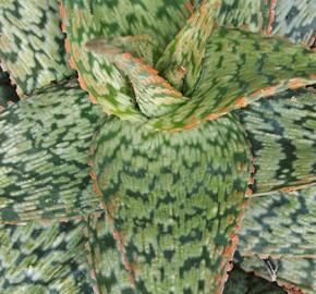 Aloe pravá 'Cleopatra'