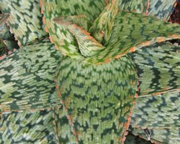 Aloe pravá 'Cleopatra'