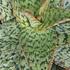 Aloe vera 'Cleopatra'.jpg