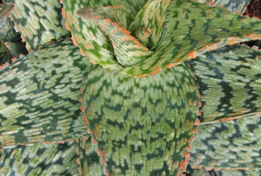 Aloe pravá 'Cleopatra' - Aloe vera 'Cleopatra'