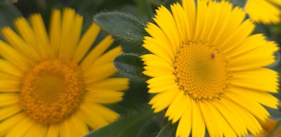 Hvězdička přímořská 'Collis' - Asteriscus maritimus 'Collis'
