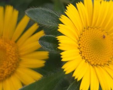 Hvězdička přímořská 'Collis'