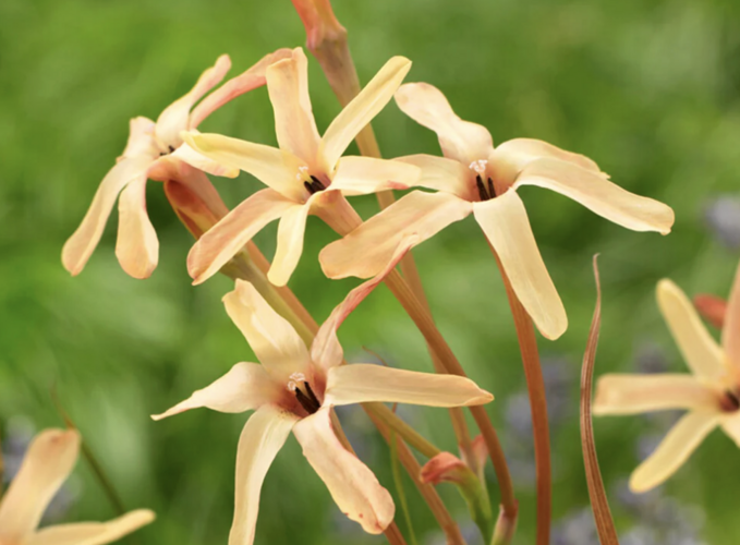 Ixia 'Eos' - Ixia paniculata 'Eos'