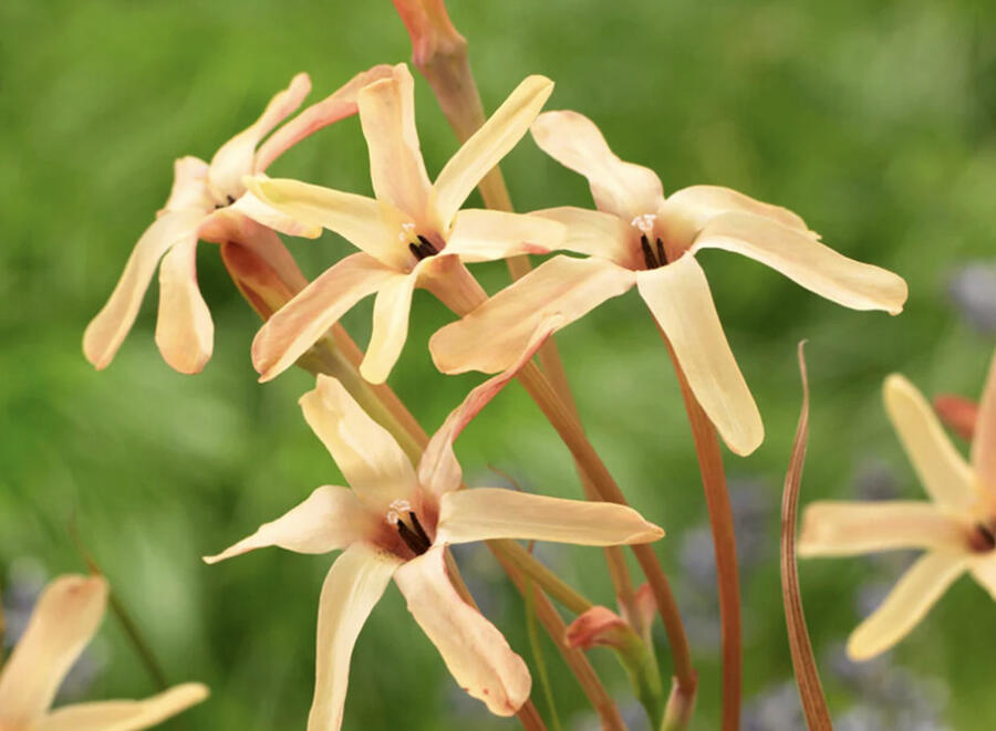 Ixia 'Eos' - Ixia paniculata 'Eos'