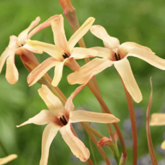 Ixia 'Eos' - Ixia paniculata 'Eos'