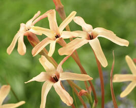 Ixia 'Eos'