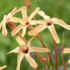 Ixia paniculata 'Eos'.png