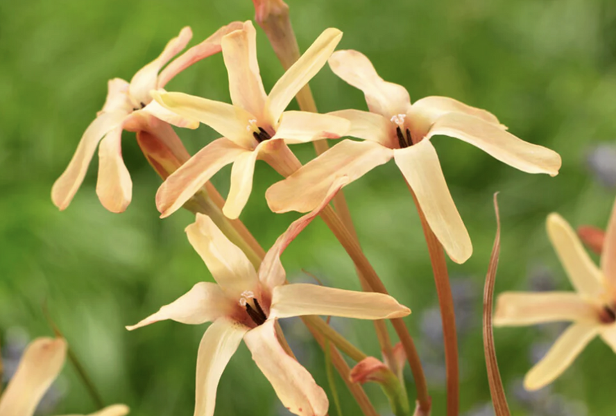 Ixia 'Eos' - Ixia paniculata 'Eos'