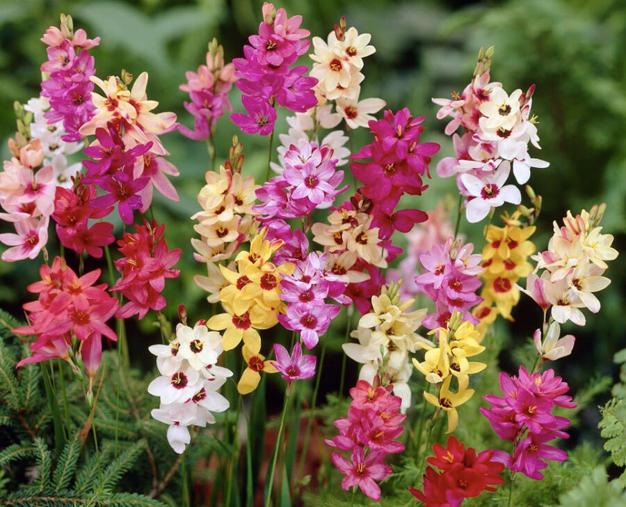 Ixia 'Mix' - Ixia 'Mix'