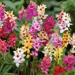 Ixia 'Mix' - Ixia 'Mix'