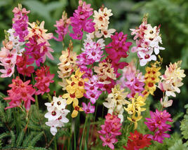 Ixia 'Mix'