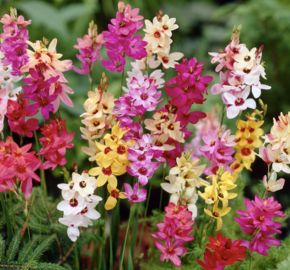 Ixia 'Mix' - Ixia 'Mix'