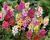 Ixia 'Mix'