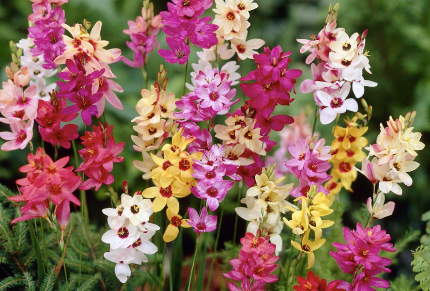 Ixia 'Mix' - Ixia 'Mix'