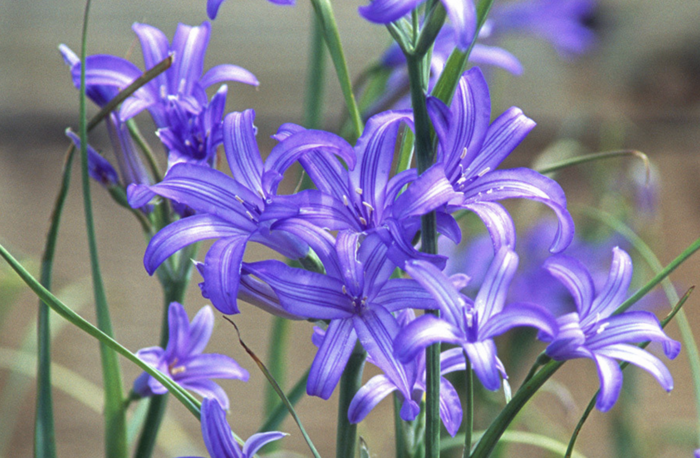 Ixiolirion - Ixiolirion tataricum