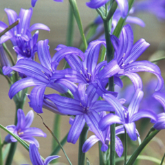 Ixiolirion - Ixiolirion tataricum